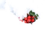 red_berries_in_snow